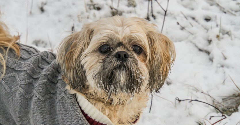 Ask Dr. Jenn: Does My Norfolk Terrier Need a Doggie Coat in Cold Weather?